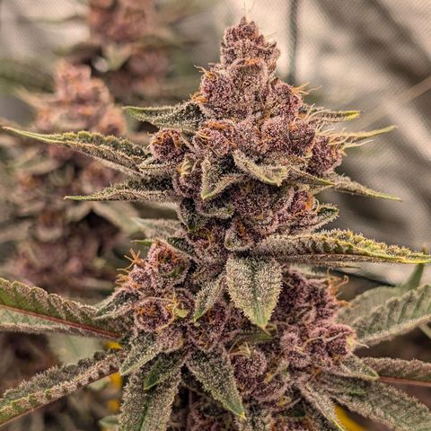 Ice Cold #1 growlog timeline photo
