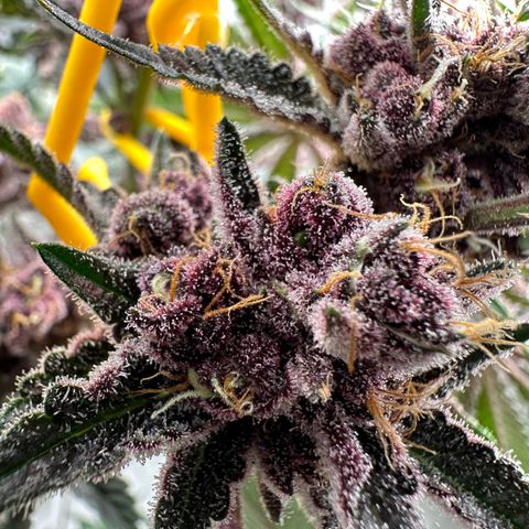 Ice Cold #1 growlog timeline photo