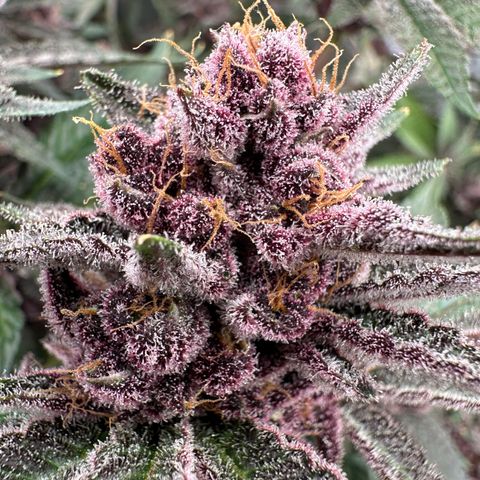 Ice Cold #1 growlog timeline photo