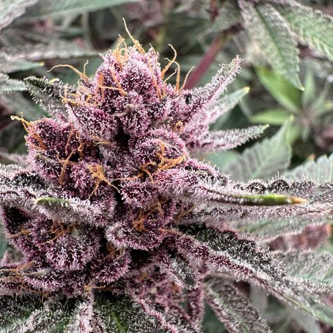 Ice Cold #1 growlog timeline photo