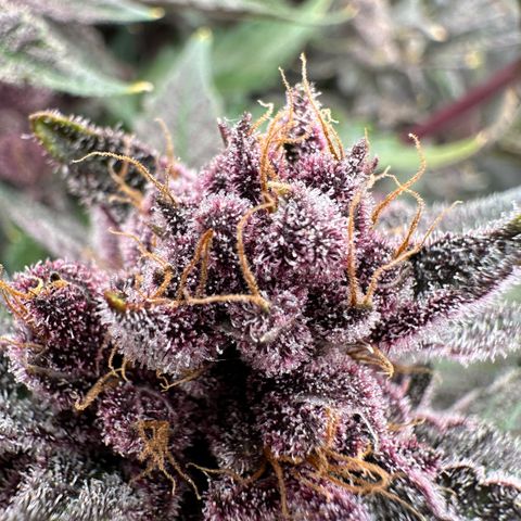 Ice Cold #1 growlog timeline photo