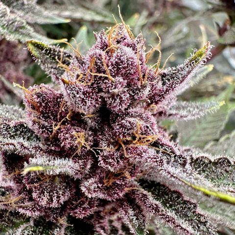 Ice Cold #1 growlog timeline photo