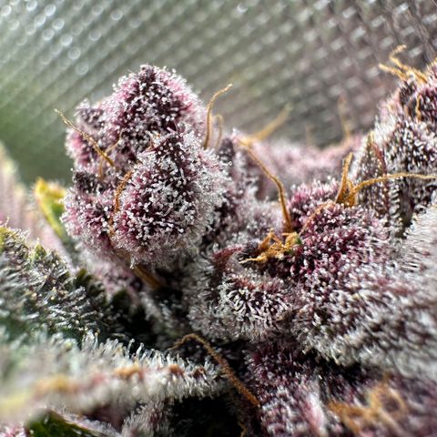 Ice Cold #1 growlog timeline photo