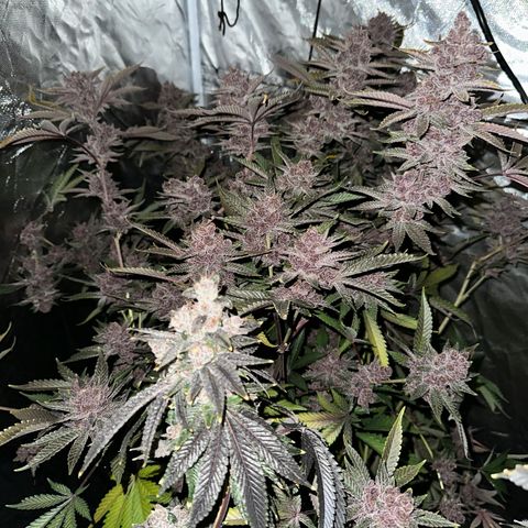 Ice Cold #1 growlog timeline photo