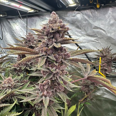 Ice Cold #1 growlog timeline photo