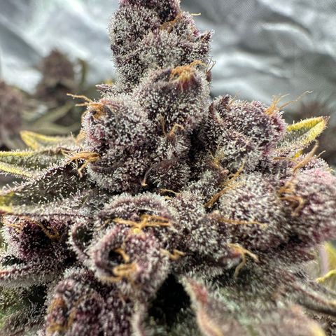 Ice Cold #1 growlog timeline photo