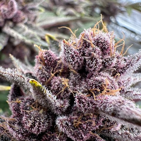 Ice Cold #1 growlog timeline photo