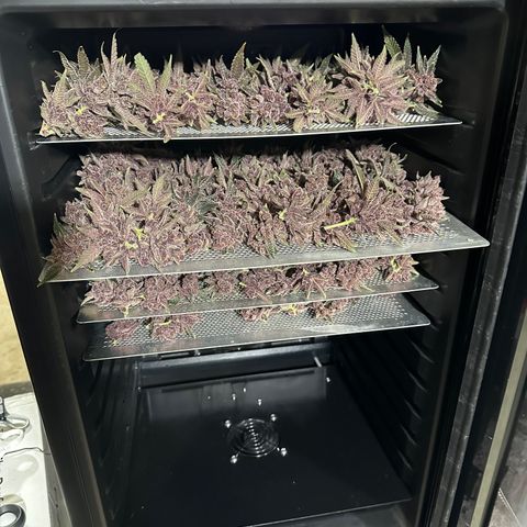 Ice Cold #1 growlog timeline photo