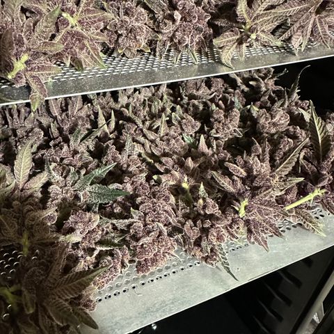 Ice Cold #1 growlog timeline photo
