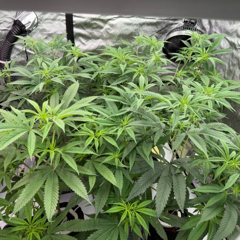 Holy Communion Run growlog timeline photo