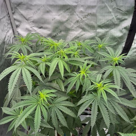 DD 1 growlog timeline photo