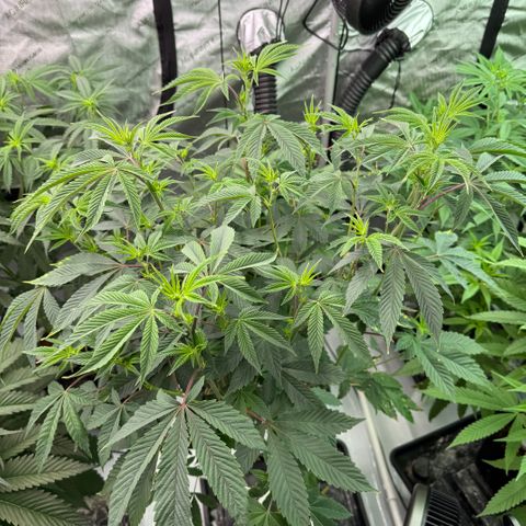 Sour TD growlog timeline photo