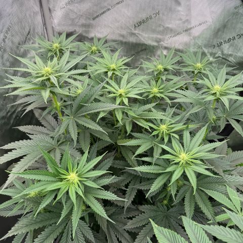 DD 1 growlog timeline photo