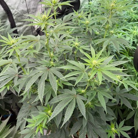 Sour TD growlog timeline photo