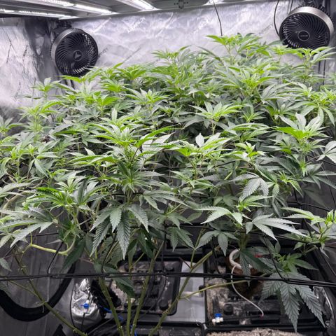 Romscotti Run growlog timeline photo