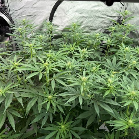 Holy Communion Run growlog timeline photo