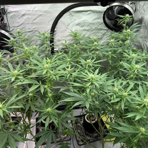 Holy Communion Run growlog timeline photo