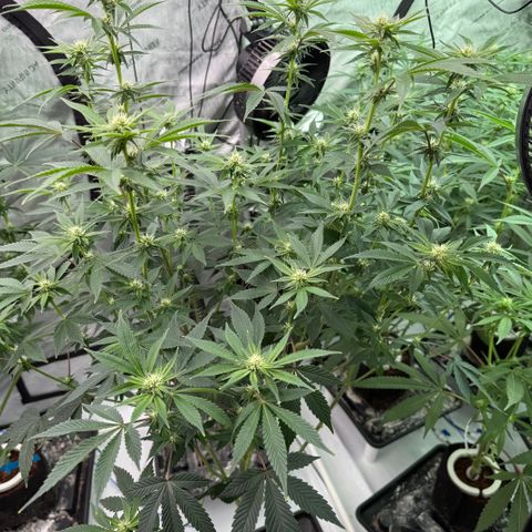 Sour TD growlog timeline photo