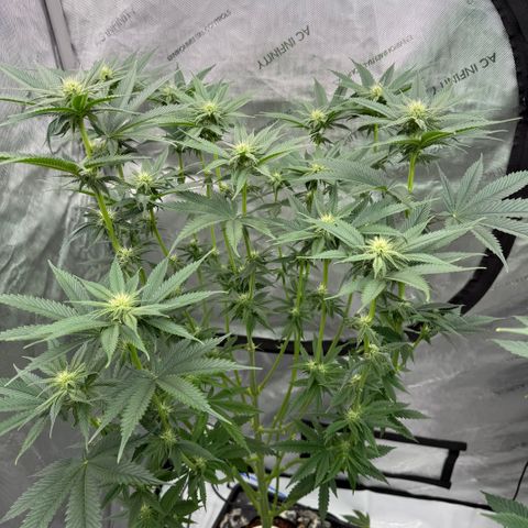 DD 1 growlog timeline photo