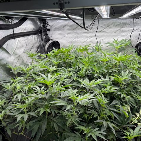 Romscotti Run growlog timeline photo