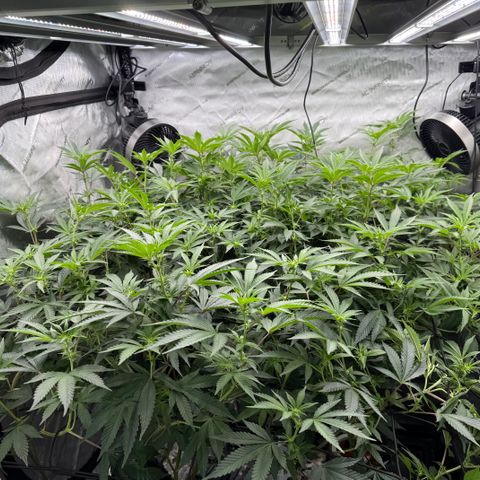 Romscotti Run growlog timeline photo
