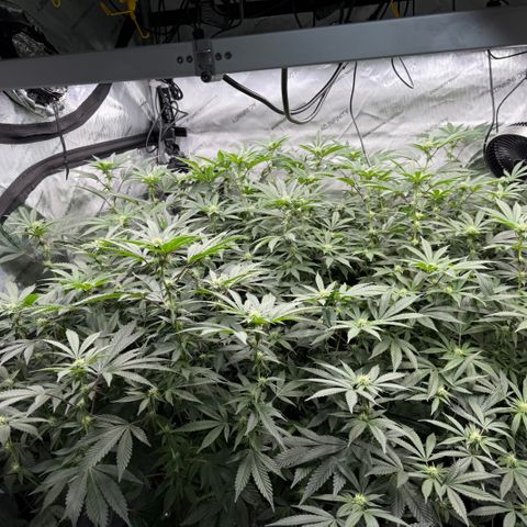 Romscotti Run growlog timeline photo