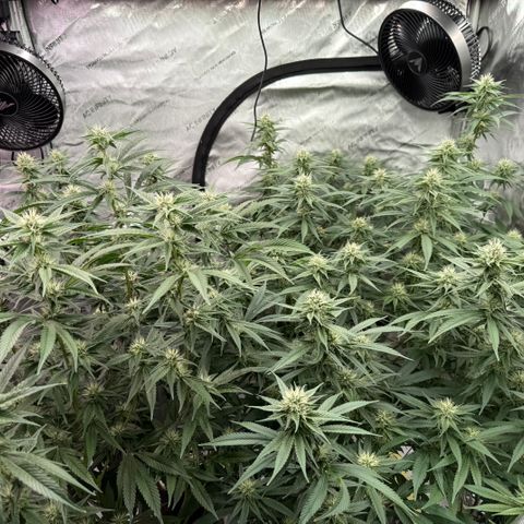 Holy Communion Run growlog timeline photo