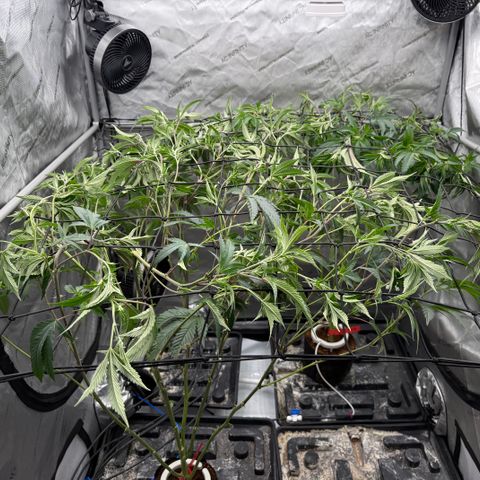 Romscotti Run growlog timeline photo