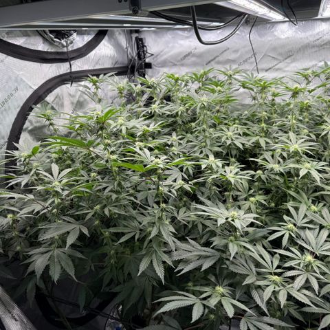 Romscotti Run growlog timeline photo