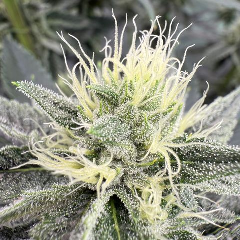 DD 1 growlog timeline photo