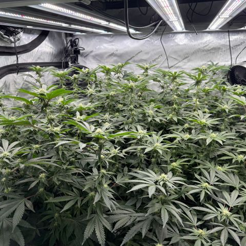 Romscotti Run growlog timeline photo
