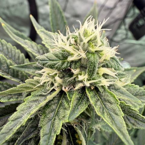 Sour TD growlog timeline photo
