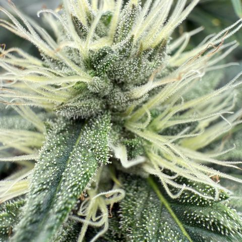Holy Communion Run growlog timeline photo