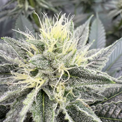 DD 1 growlog timeline photo