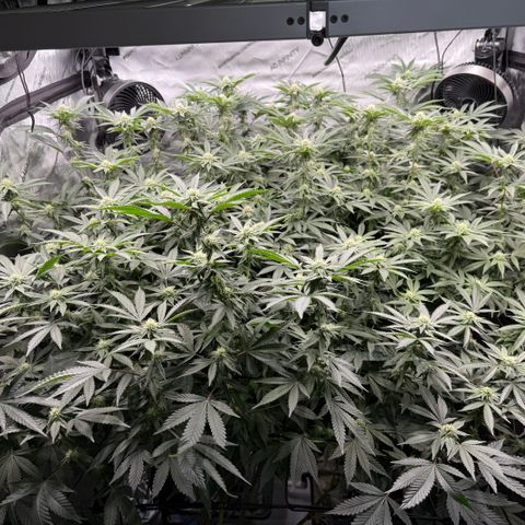 Romscotti Run growlog timeline photo