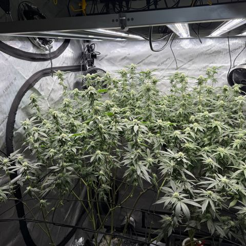 Romscotti Run growlog timeline photo
