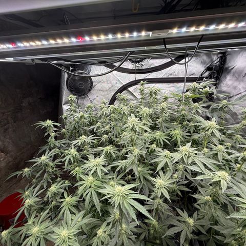 Romscotti Run growlog timeline photo