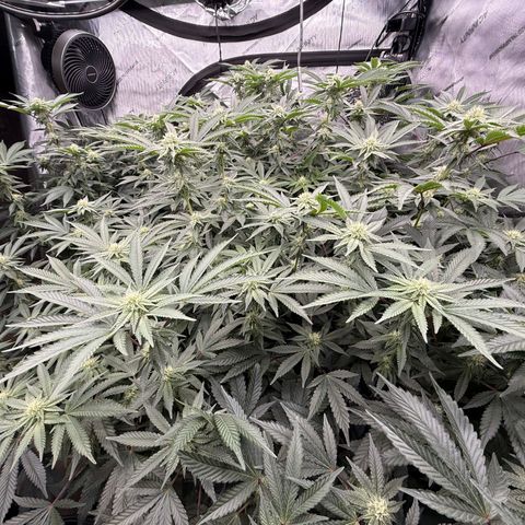Romscotti Run growlog timeline photo