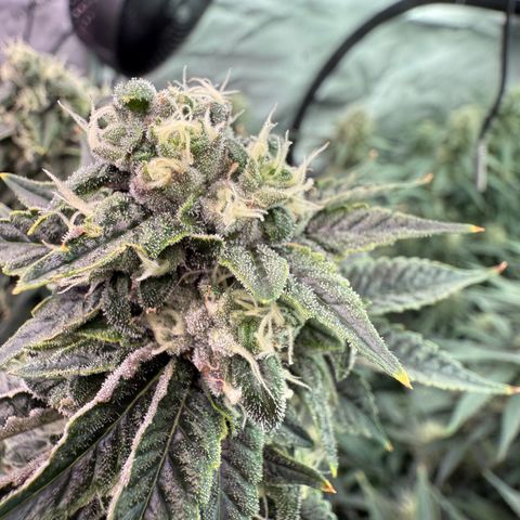 Sour TD growlog timeline photo