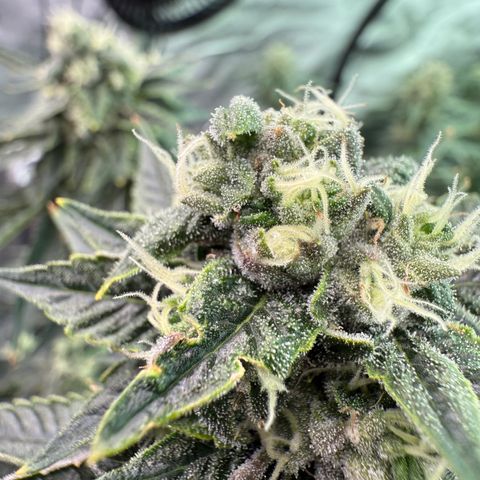 Sour TD growlog timeline photo
