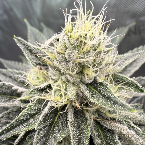 DD 1 growlog timeline photo
