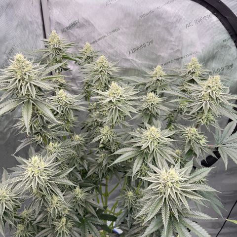 DD 1 growlog timeline photo
