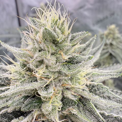DD 1 growlog timeline photo