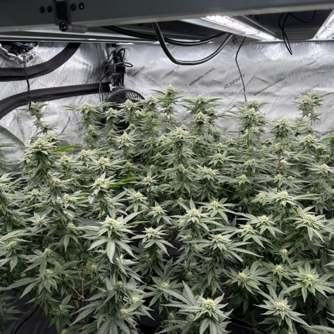Romscotti Run growlog timeline photo
