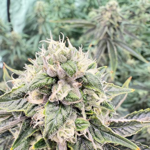 Sour TD growlog photo: Starting to get sour terps 