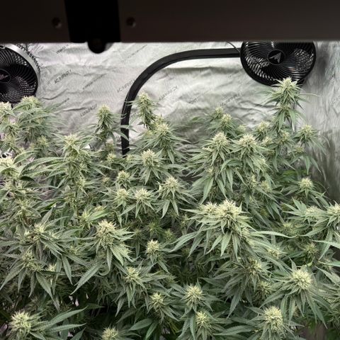 Holy Communion Run growlog timeline photo