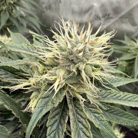 Holy Communion Run growlog timeline photo