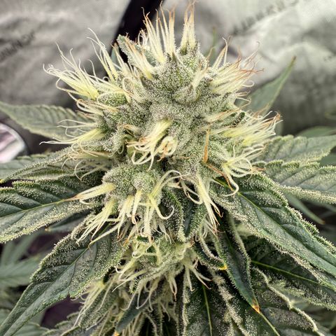 Holy Communion Run growlog timeline photo