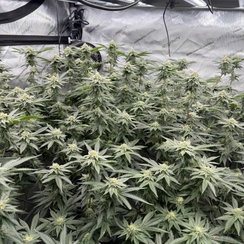 Romscotti Run growlog timeline photo