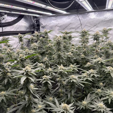 Romscotti Run growlog timeline photo
